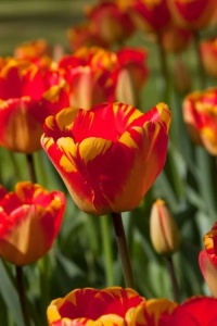 Bulbi Lalele Banja Luka – Pachet 5 Bulbi - Img 3