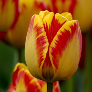 Bulbi Lalele Banja Luka – Pachet 5 Bulbi - Img 1