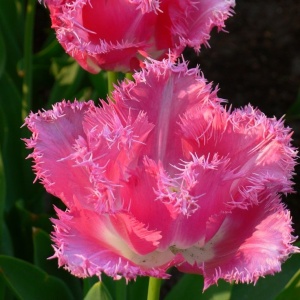 Bulbi Lalele Dallas – Pachet 5 Bulbi