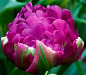 Bulbi Lalele Double Negrita – Pachet 5 Bulbi