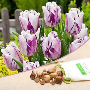 Bulbi Lalele Flamingo Flag – Pachet 3 Bulbi - Img 2