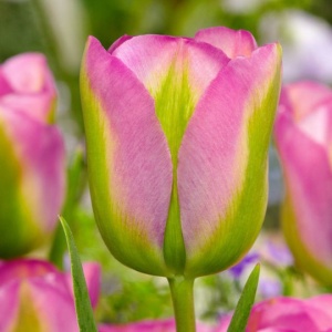 Bulbi Lalele Green Wave – Pachet 5 Bulbi