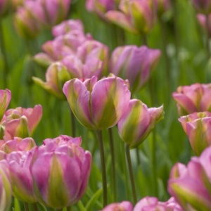 Bulbi Lalele Greenland – Pachet 5 Bulbi - Img 2