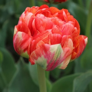 Bulbi Lalele Gudoshnik Double – Pachet 5 Bulbi