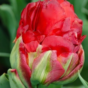 Bulbi Lalele Ice Cream Strawberry – Pachet 5 Bulbi - Img 3