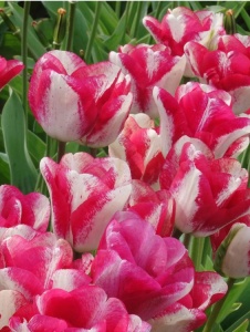 Bulbi Lalele Mata Hari – Pachet 5 Bulbi - Img 2