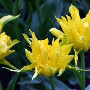 Bulbi Lalele Monte Spider – Pachet 5 Bulbi