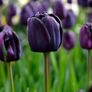 Bulbi Lalele Queen of Night – Pachet 3 Bulbi