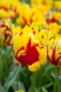 Bulbi Lalele Texas Flame – Pachet 5 Bulbi