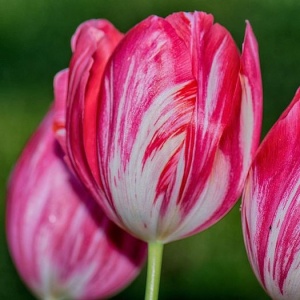 Bulbi Lalele Tricolette – Pachet 5 Bulbi