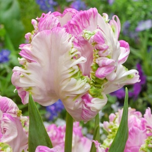 Bulbi Lalele Weber’s Parrot Pink – Pachet 5 Bulbi