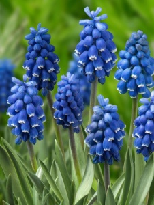 Bulbi Muscari - Dark Eyes Pachet 5 Bulbi