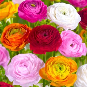 Bulbi Ranunculus Mix - Pachet 10 Bulbi
