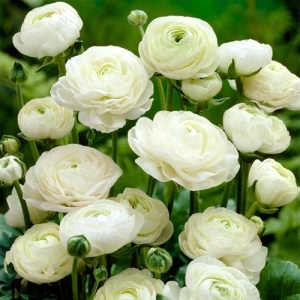 Bulbi Ranunculus - White - Pachet 10 Bulbi - Img 2