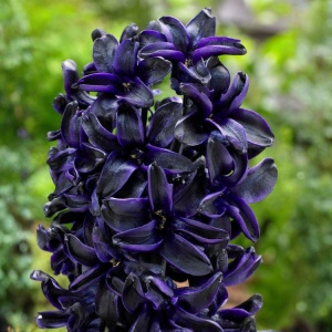 Bulbi Zambile Blue Sapphire – Pachet 2 Bulbi