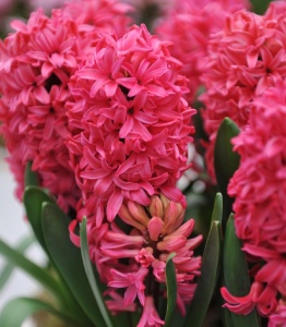 Bulbi Zambile Red Magic – Pachet 3 Bulbi - Img 2