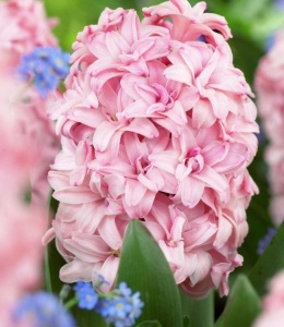 Bulbi Zambile Rosette – Pachet 3 Bulbi