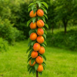 Cais Columnar Goldrich - Anul 2-3 - Rădăcină Ambalată