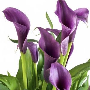 Cală - Regal – Pachet 1 bulb - Aqua Flowers - Img 3