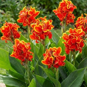 Canna – Golden Flame - 1 radacina