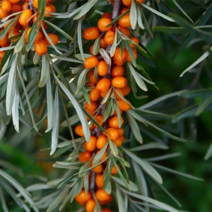 Cătină – Rădăcină Ambalată MASCUL - Img 2