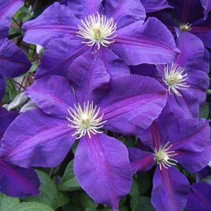 Clematis - President - Ghiveci - H 50-70 cm - Img 3