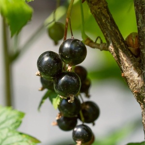 Coacăz Negru - Pom Productiv in ghiveci 2L pe rod - Img 2