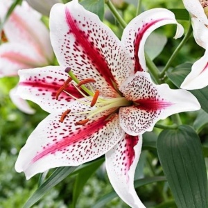 Crin Imperial Parfumat Dizzy – Pachet 1 Bulb