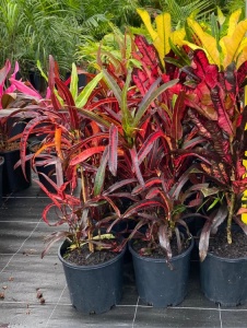 Croton - Ghiveci 1L - Img 2