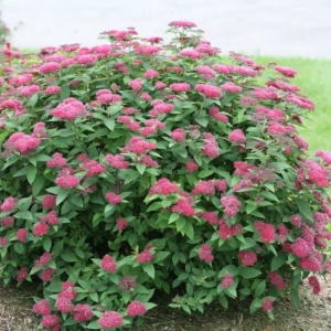 Cununita - Spiraea japonica Dart’s Red - Ghiveci - Img 2