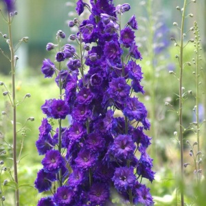 Delphinium – Purple Passion - 1 radacina