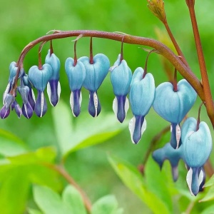 Dicentra - Blue Ally – Pachet 1 Rădăcină