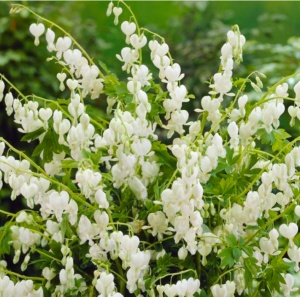 Dicentra - Spectabilis Alba – Pachet 1 Rădăcină - Aqua Flowers - Img 2