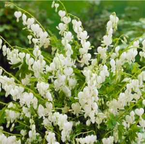 Dicentra - Spectabilis Alba – Pachet 1 Rădăcină - Aqua Flowers