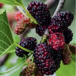 Dud Negru - Morus Nigra, Rădăcină Ambalată