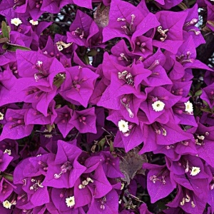 Floare terasă/balcon - Floarea de Hartie (Bougainvillea sanderiana) – Mov – Ghiveci 2L - Aqua Flowers - Img 2