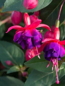 Floare terasă/balcon - Fuchsia - Aqua Flowers - Img 1