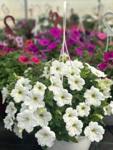 Floare terasă/balcon - Petunia - Aqua Flowers - Img 3