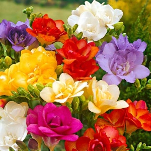 Frezia double Mixt (20 bulbi)