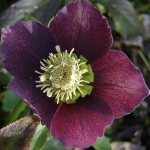 Helleborus - Spânz - Purpurascens – Pachet 1 Rădăcină