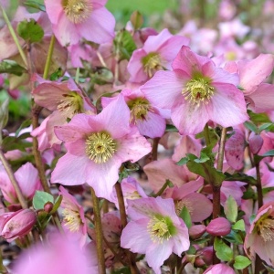 Helleborus - Spânz - Rosemary – Pachet 1 Rădăcină - Img 3