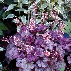 Heuchera Mulberry - Ghiveci 3L - H 20-30 cm - Img 2
