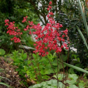 Heuchera Sanguinea Leuchtkäfer - Ghiveci - H 20-30 cm - Img 2