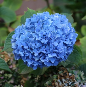 Hortensia Macrophylla - Nikko Blue - Ghiveci 2L - Img 2