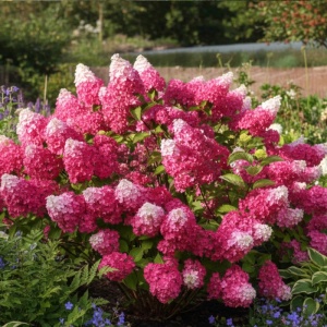 Hortensia Paniculata - Fraise Melba - Ghiveci 2L
