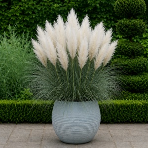 Iarbă de Pampas Alba - Cortaderia Silver - ghiveci 2L