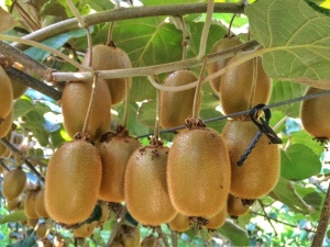 Kiwi Deliciosa Autofertil - Ghiveci 2l - H 50-60 cm - Img 2