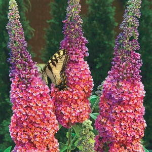 Liliac de Vara – Buddleja davidii Weyeriana Flower Power – Ghiveci P15 – Ghiveci - Aqua Flowers - Img 3