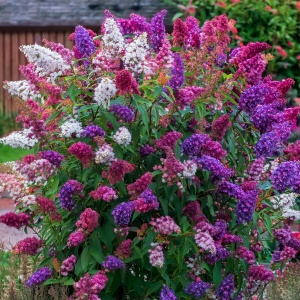 Liliac de vara - Buddleja Davidii Tricolor Mov-Alb-Roz - Ghiveci - H 30 - 40 cm