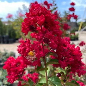 Liliac Indian – Indica Red – Ghiveci 5L - H 40 - 50 cm - Img 2